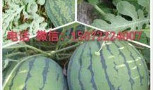 涂水镇吃瓜,一场别开生面的吃瓜盛宴