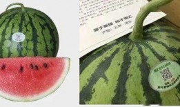 吃瓜专用瓜,吃瓜专用瓜，带你领略明星幕后故事