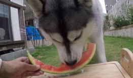 瓜哥吃瓜哈士企,揭秘哈士奇背后的趣味故事