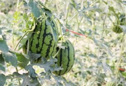 今日吃瓜必吃大瓜网红