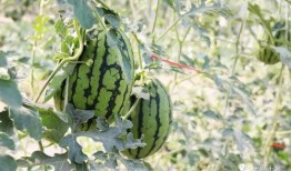 今日吃瓜必吃大瓜网红