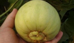 吃比较甜的瓜,探寻最诱人的甜味瓜类