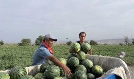 杨屯吃瓜,揭秘乡村生活的酸甜苦辣