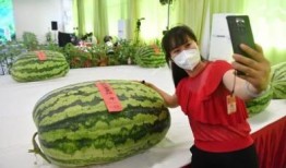 最高荣誉吃瓜群众,揭秘娱乐圈风云