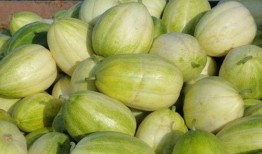 吃比较甜的瓜,探寻最诱人的甜味瓜类