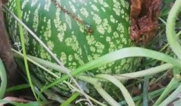 青藤之恋吃瓜状态,揭秘吃瓜群众的狂欢盛宴