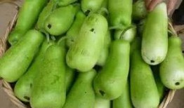 葫芦瓜都怎么吃,解锁健康美味新体验