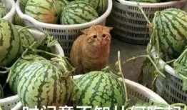 访客吃瓜,揭秘娱乐圈幕后故事