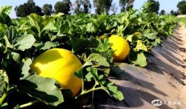 吃瓜群众吃民勤蜜瓜了,吃瓜群众纷纷尝鲜