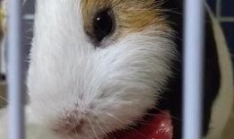 荷兰猪可以吃瓜,瓜类食材大推荐