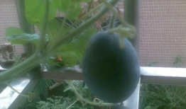 阳瓜孕妇可以吃,营养美味，孕妇的理想选择