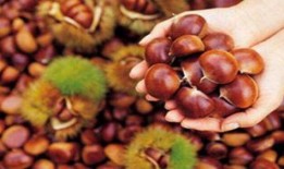 吃板栗瓜会长痘吗,揭秘食用板栗瓜对皮肤的影响