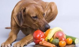 狗可以吃瓜不,瓜类新宠物的健康选择