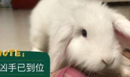 道具吃瓜兔子,揭秘神秘道具背后的奇幻之旅