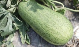 带籽吃的瓜,带籽瓜果的美食之旅