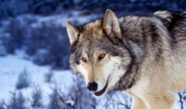 吃瓜狼yico,网络红人的崛起与影响力