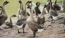 吃瓜鹅星社,揭秘娱乐圈幕后故事，带你领略明星真实生活