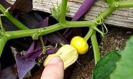 独苗吃瓜,揭秘瓜农的甜蜜苦涩人生