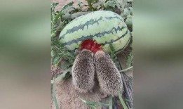 吃瓜吃到了自家,一场意外的家庭风云