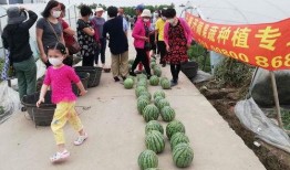 夏天吃瓜群众直播,夏日瓜香直播盛宴