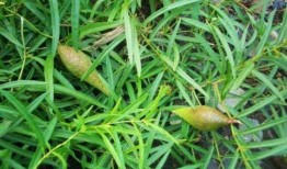 吃瓜草长团子,探寻民间美食的独特魅力