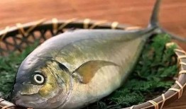 肥鱼吃瓜,揭秘网络热点的趣味与真相