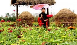 花田小镇吃瓜,瓜香四溢，品味田园生活新风尚