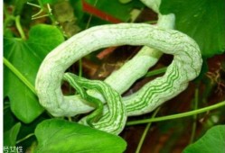 蛇瓜怎么蛇瓜怎么么吃,探索蛇瓜的烹饪艺术