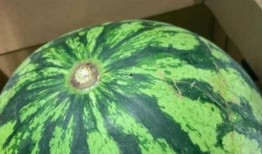 放马吃瓜,揭秘网络热词背后的趣味与思考