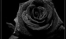 91黑色玫瑰吃瓜,揭秘网络吃瓜背后的真相与争议