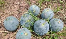 杂多县吃瓜,瓜果飘香，品味独特的地方风情