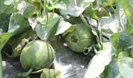 吃瓜哪个季节最好