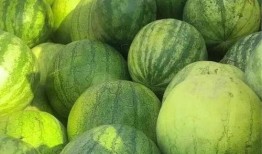 吃的籽瓜,探寻传统美食的独特魅力