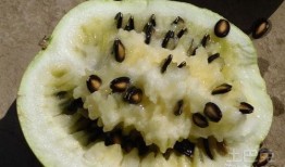 吃瓜为啥要吃有籽瓜,探寻吃瓜为何偏爱有籽瓜的奥秘