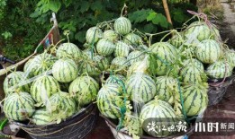 梦见在瓜地里卖瓜吃,瓜地卖瓜，品味人生百味