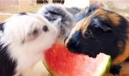 荷兰猪可以吃瓜,瓜类食材大推荐