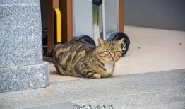 骗猫吃瓜群众,揭秘网络上的猫界“笑果”