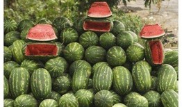 吃皇帝的瓜,揭秘皇帝瓜果背后的传奇故事