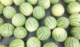 吃瓜群众 玫瑰,一场视觉与情感的盛宴