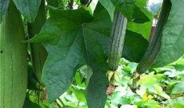 水瓜怎样吃,探索健康美味的烹饪之道