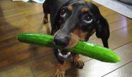 狗可以吃瓜不,瓜类新宠物的健康选择