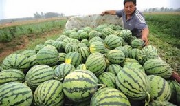 梦见在瓜地里卖瓜吃,瓜地卖瓜，品味人生百味