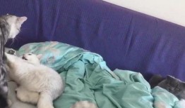 吃瓜的喵喵,揭秘娱乐圈那些事儿