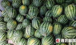 杂多县吃瓜,瓜果飘香，品味独特的地方风情