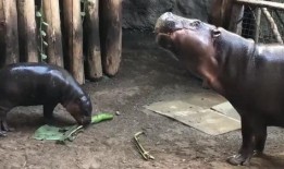 吃瓜小河马,揭秘娱乐圈幕后故事