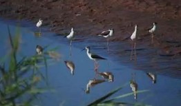 蒹葭吃瓜,揭秘娱乐圈那些不为人知的幕后故事