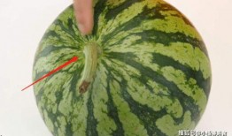 瓜梗怎么吃,探索创意瓜梗食用新方法