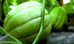 雪吃大瓜,冬日里的甜蜜邂逅