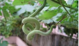 蛇瓜怎么蛇瓜怎么么吃,探索蛇瓜的烹饪艺术