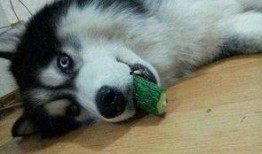 狗吃葫芦瓜好吗